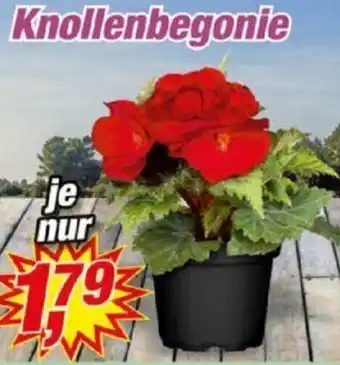 Posten Börse Knollenbegonie Angebot