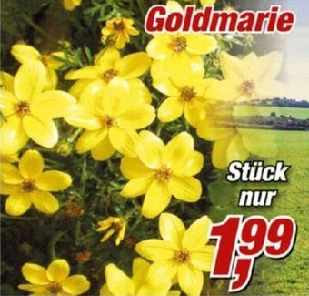 Posten Börse Goldmarie Angebot