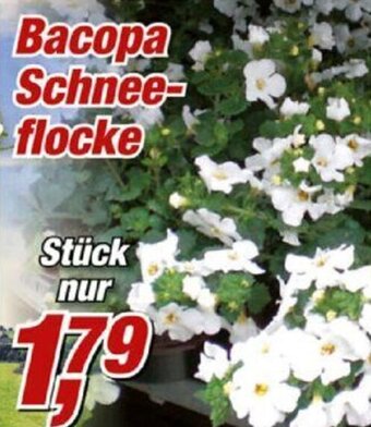 Posten Börse Bacopa Schneeflocke Angebot