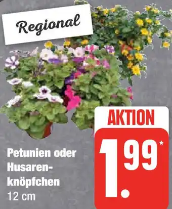 Edeka Petunien oder Husaren-knöpfchen 12 cm Angebot