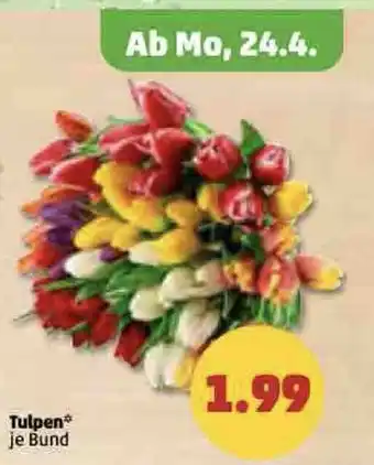 PENNY Tulpen Angebot