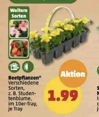 PENNY Beetpflanzen Angebot