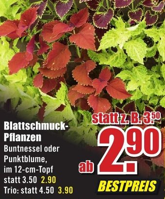 B1 Discount Baumarkt Blattschmuck-Pflanzen Angebot