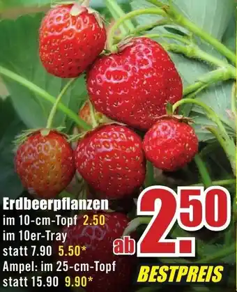 B1 Discount Baumarkt Erdbeerpflanzen Angebot