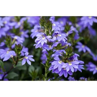 toom Baumarkt Fächerblume Angebot