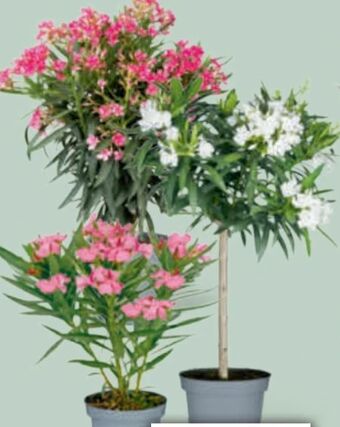 toom Baumarkt Oleander Angebot