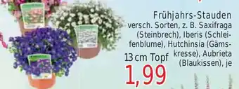 Wiglo Wunderland Frühjahrs-Stauden 13 cm Topf Angebot