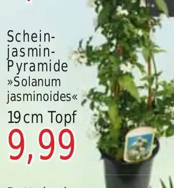 Wiglo Wunderland Schein-jasmin-Pyramide Angebot