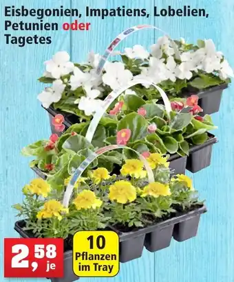 Thomas Philipps Eisbegonien, Impatiens, Lobelien, Petunien oder Tagetes Angebot