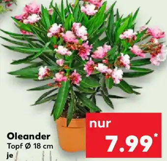 Kaufland Oleander Angebot