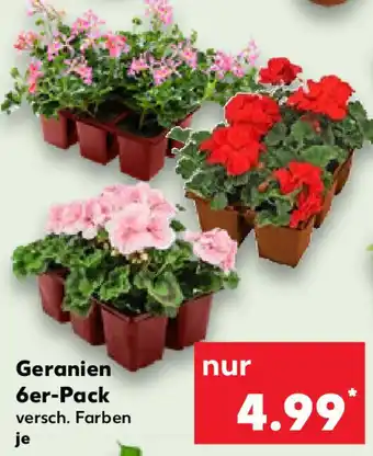 Kaufland Geranien 6er-Pack Angebot