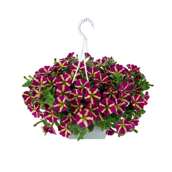toom Baumarkt Herz-petunien-ampel amore® Angebot