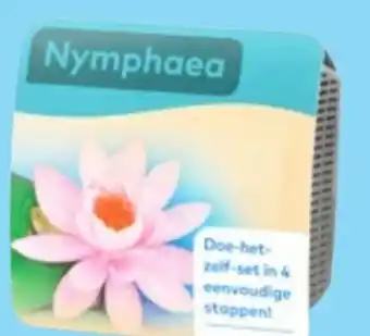 Thomas Philipps Seerose nymphaea Angebot