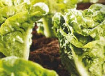 Netto Marken-Discount Mini-romana-salat Angebot