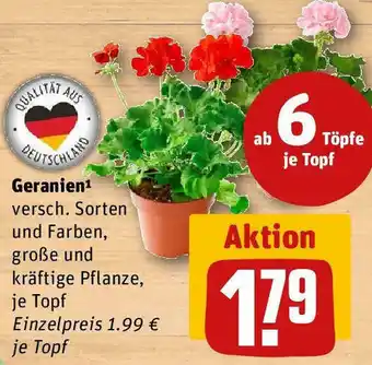 REWE Geranien Angebot