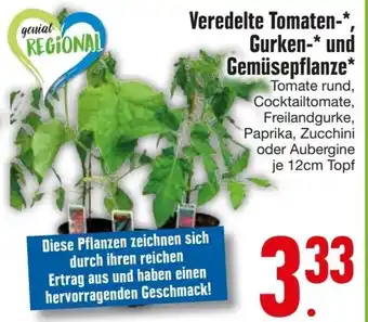Edeka Veredelte Tomaten, Gurken und Gemüsepflanze Angebot