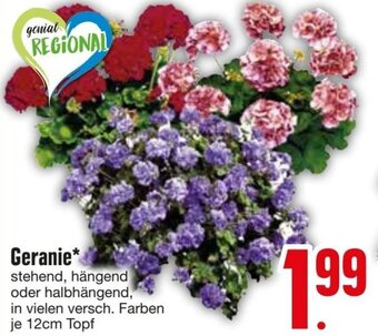 Edeka Geranie Angebot