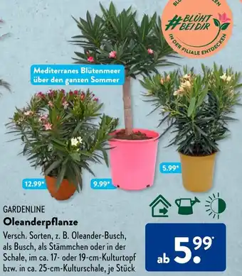 Aldi Süd GARDENLINE Oleanderpflanze Angebot