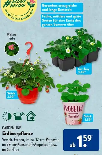 Aldi Süd GARDENLINE Erdbeerpflanze Angebot