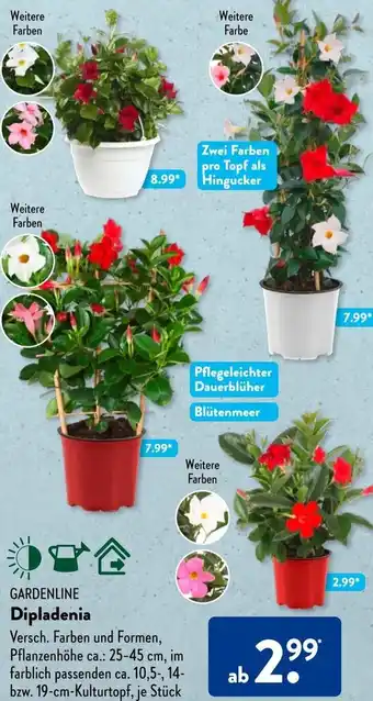 Aldi Süd GARDENLINE Dipladenia Angebot