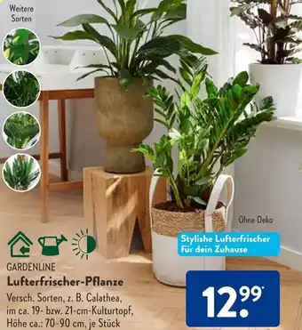 Aldi Süd GARDENLINE Lufterfrischer-Pflanze Angebot