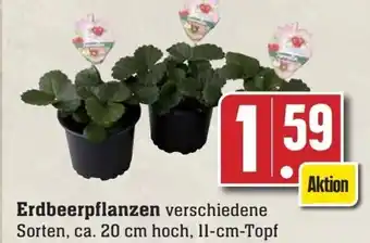 Edeka Erdbeerpflanzen Angebot