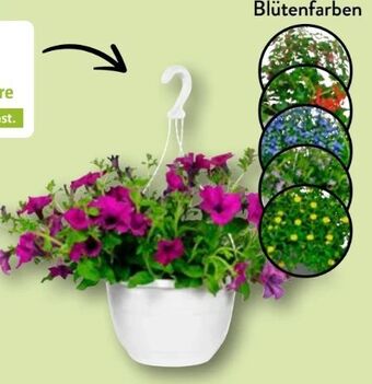 Aldi Nord Ampelpflanze Angebot