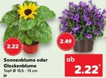 Kaufland Sonnenblume oder Glockenblume Angebot