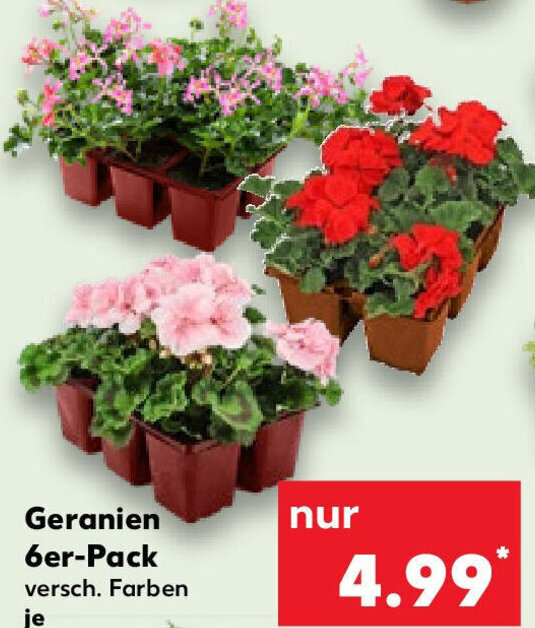 Geranien Im 6er Pack