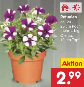 Netto Marken-Discount Petunien Angebot