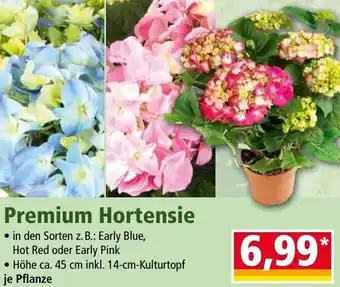 Norma Premium Hortensie Angebot