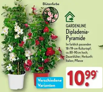 Aldi Nord GARDENLINE Dipladenia-Pyramide Angebot
