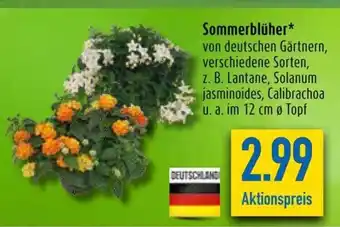 diska Sommerblüher* Angebot