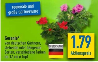 diska Geranie* Angebot