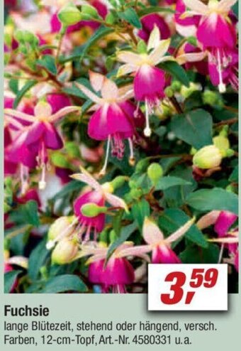 toom Baumarkt Fuchsie Angebot