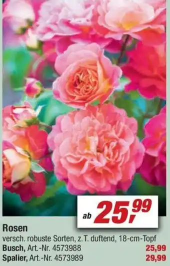 toom Baumarkt Rosen Angebot