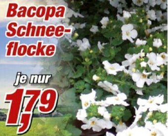 Posten Börse Bacopa Schneeflocke Angebot