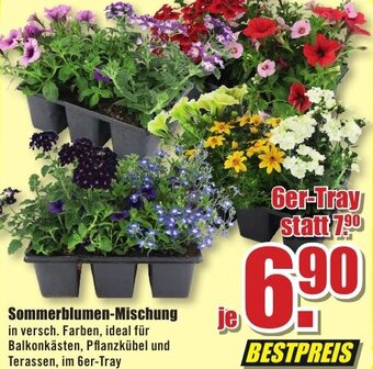 B1 Discount Baumarkt Sommerblumen-Mischung Angebot