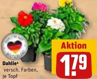 REWE Dahlie Angebot