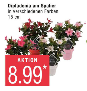 Marktkauf Dipladenia am Spalier Angebot