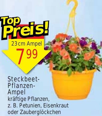 Wiglo Wunderland Steckbeet-Pflanzen Ampel Angebot