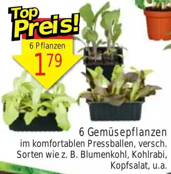 Wiglo Wunderland 6 Gemüsepflanzen Angebot