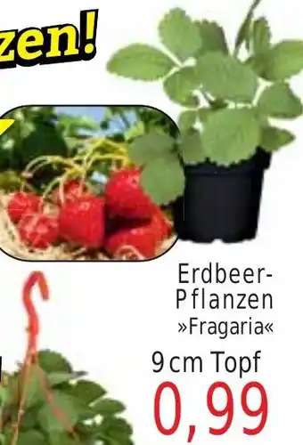 Wiglo Wunderland Erdbeer-Pflanzen >>Fragaria<< 9 cm Topf Angebot