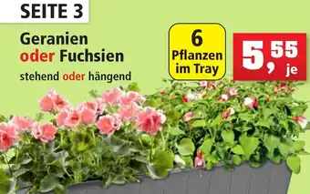 Thomas Philipps Geranien oder Fuchsien Angebot