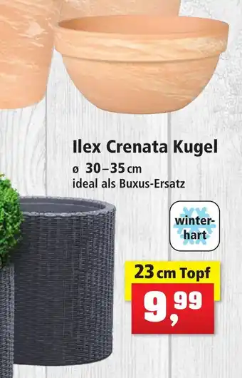 Thomas Philipps Ilex Crenata Kugel Angebot