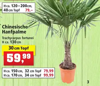 Thomas Philipps Chinesische Hanfpalme 30 cm Topf Angebot