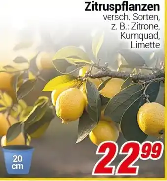 CENTERSHOP Zitruspflanzen Angebot