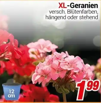 CENTERSHOP XL-Geranien 12 cm Angebot