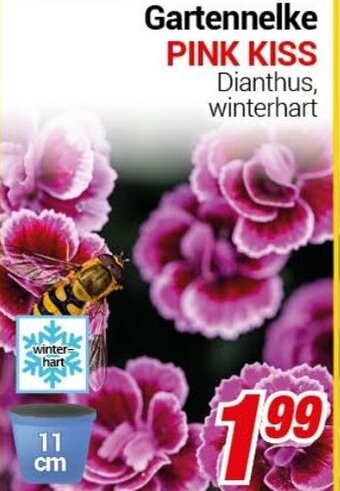 CENTERSHOP Gartennelke PINK KISS Angebot