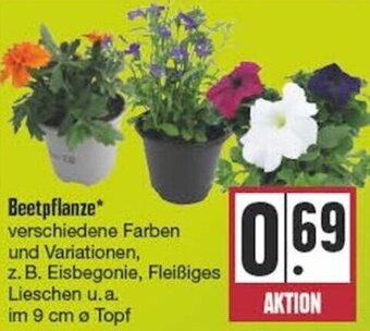 Edeka Beetpflanze Angebot